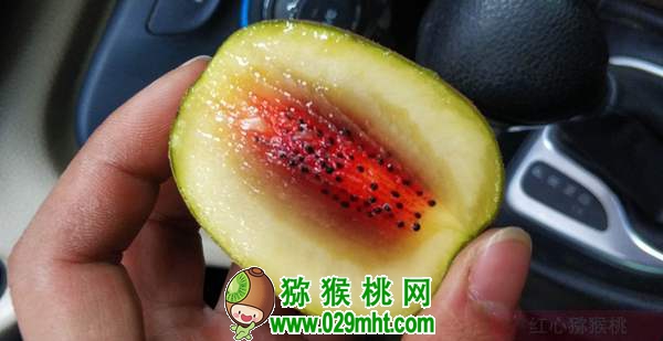 佳沛阳光金果来势汹汹 <a href=http://www.linux-china.com/e/tags/index.php?tagname=%E5%9B%BD%E4%BA%A7%E7%8C%95%E7%8C%B4%E6%A1%83&page=0 target=_blank class=infotextkey />国产豪门国际猕猴桃</a>还有机会吗?