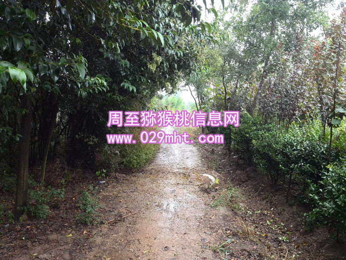 秦美豪门国际猕猴桃价格
