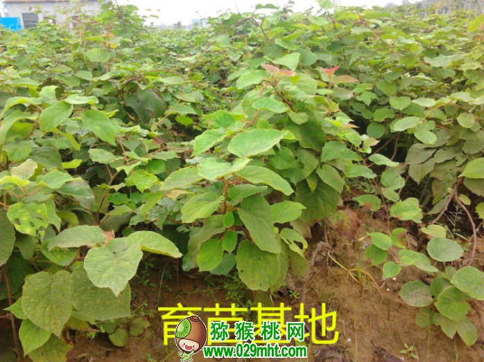 豪门国际官方网站图片