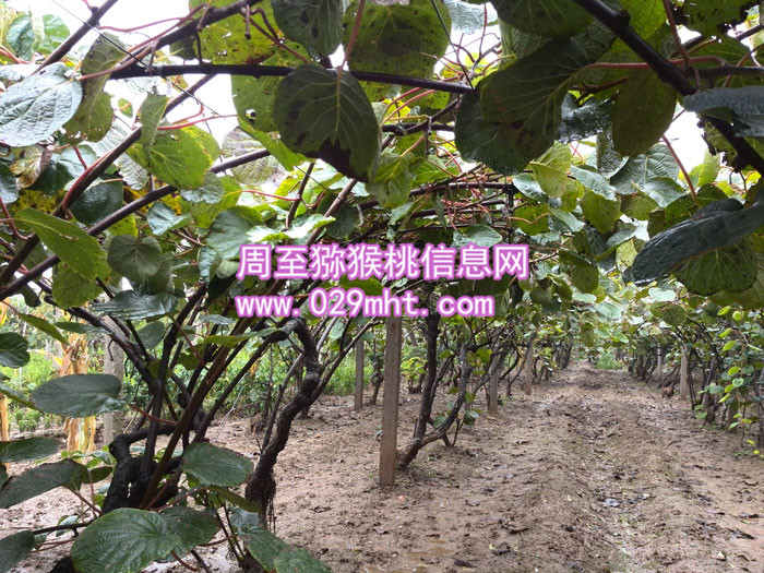秦美豪门国际猕猴桃图片