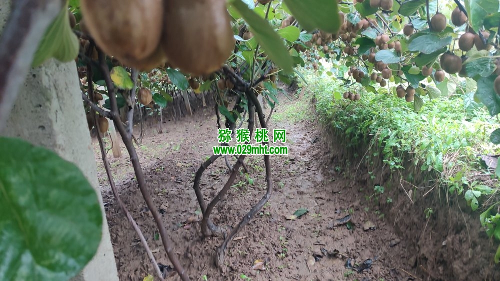 豪门国际 b0657