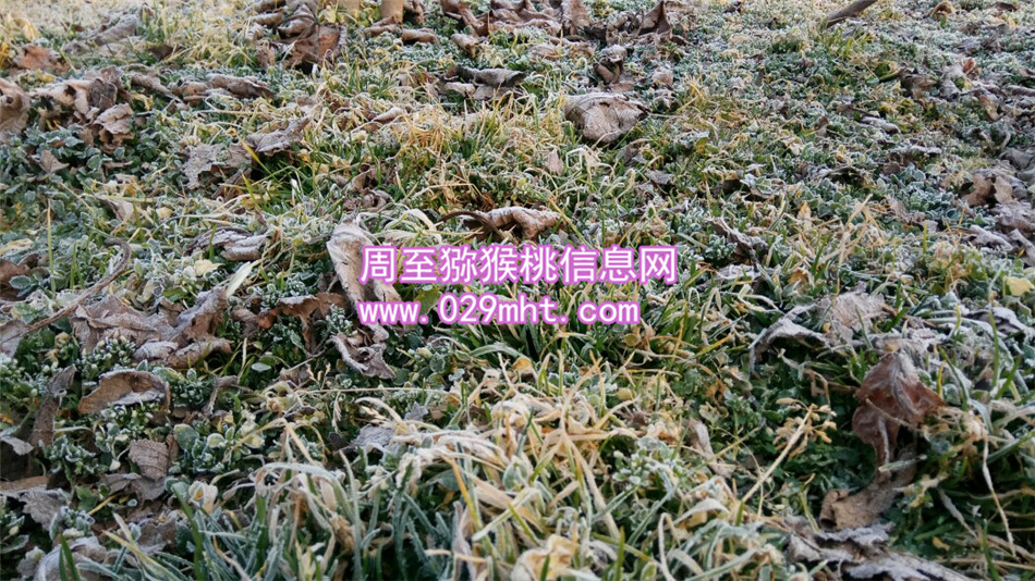 豪门国际 d0211