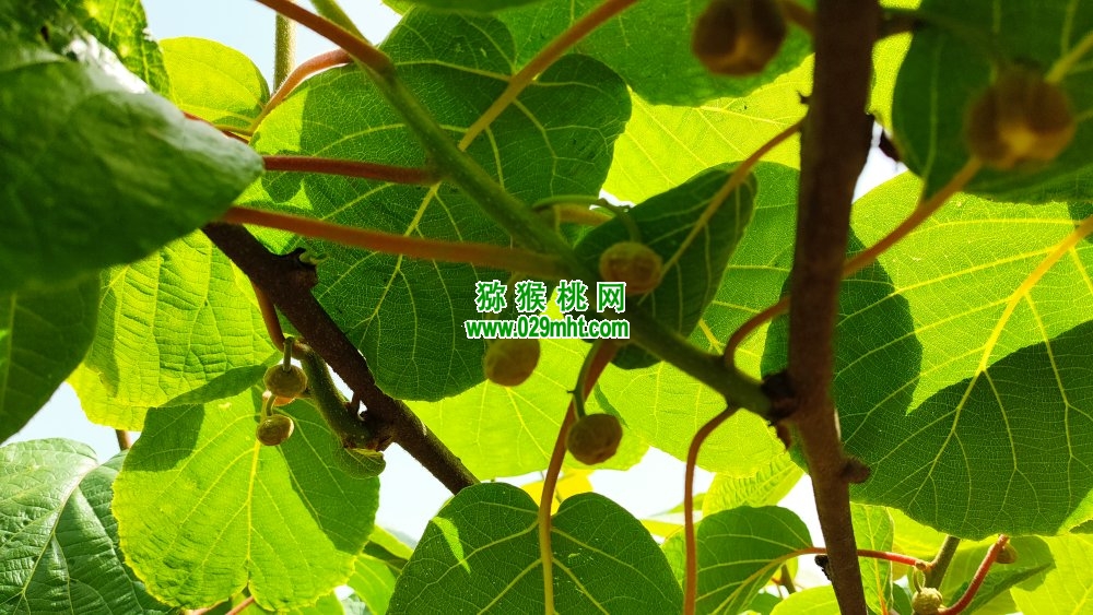 豪门国际 4f91c