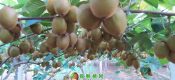 2020年7月周至豪门国际猕猴桃家庭农场豪门国际猕猴桃图片，果农奉献