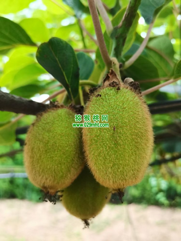 豪门国际 582e8