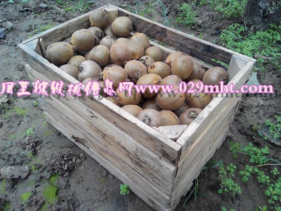 <a href=http://www.linux-china.com/zhouzhimihoutao/ target=_blank class=infotextkey />周至豪门国际猕猴桃</a>产品2.jpg