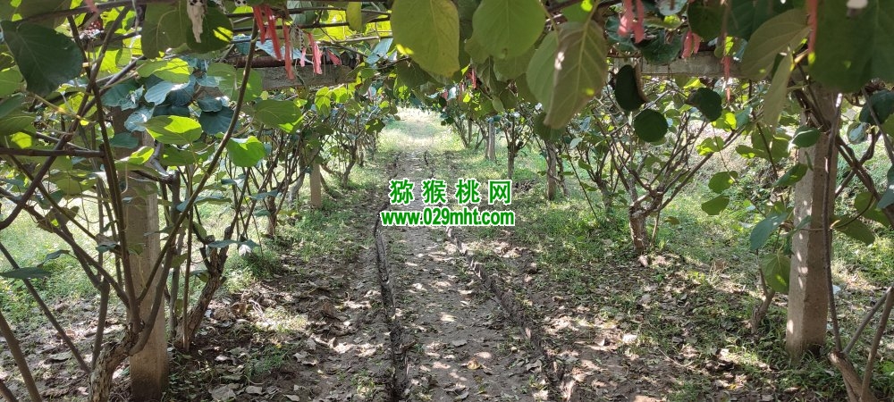 豪门国际 96566