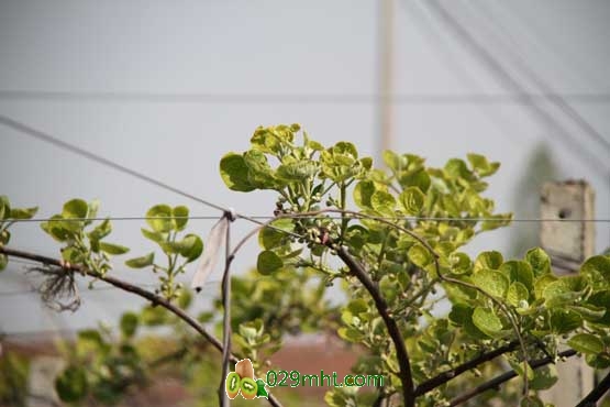豪门国际 be429