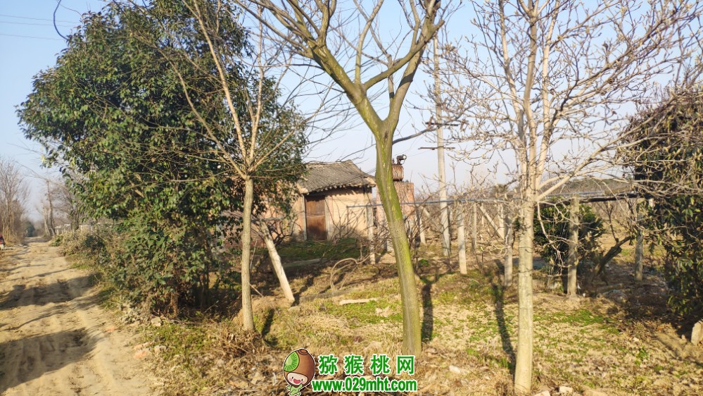 豪门国际 9dfcd