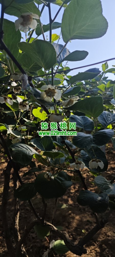 豪门国际 d1d7e