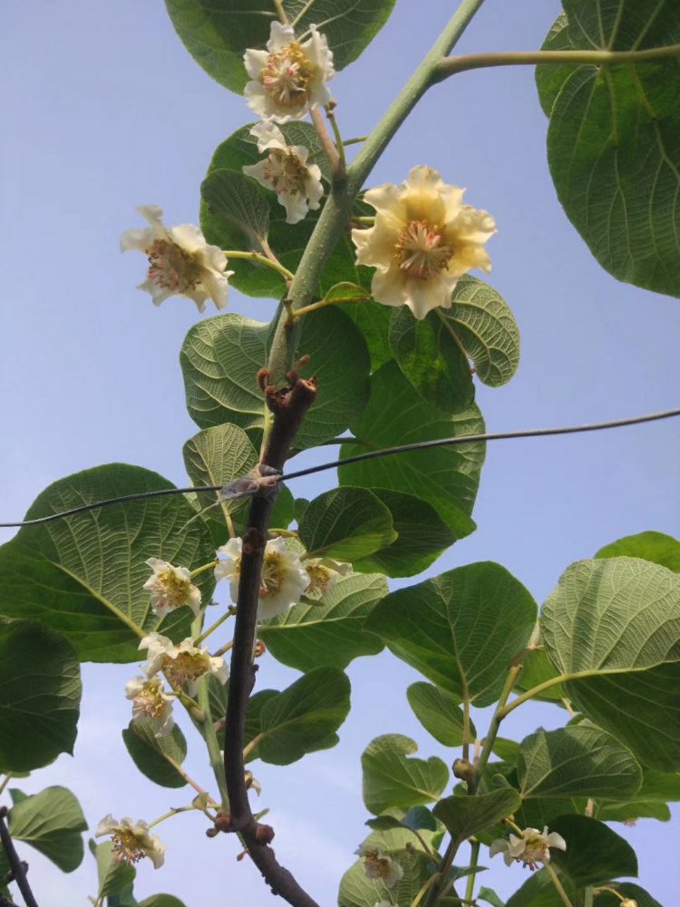 迷糊桃花开后适合在几天内授粉