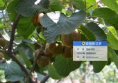2025年8月宝鸡眉县豪门国际猕猴桃生长图片