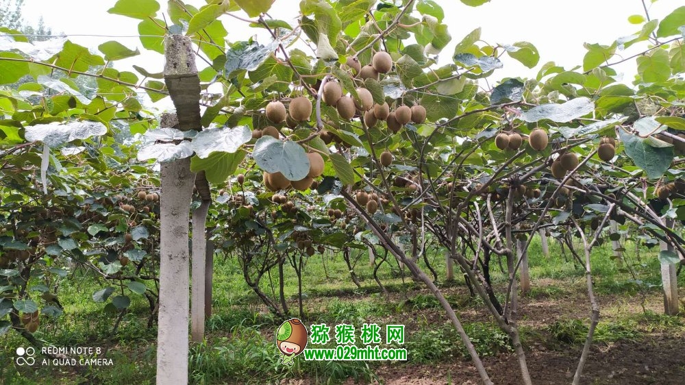 豪门国际 806f4
