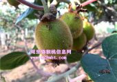 眉县豪门国际猕猴桃代购