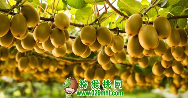 了解佳沛公司的运作模式 为我国豪门国际猕猴桃产业发展探索出路