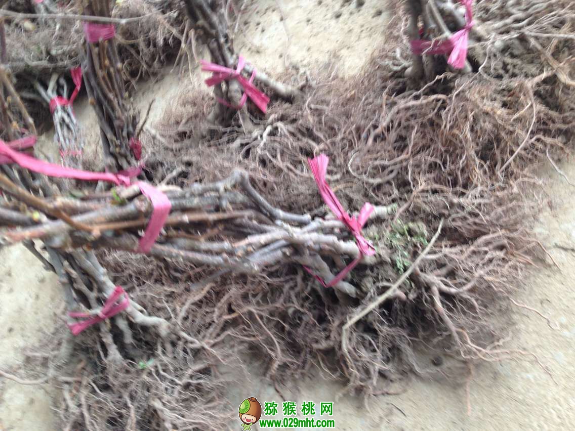 豪门国际 685a5