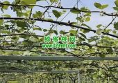 日本豪门国际猕猴桃果园，大家一起来了解
