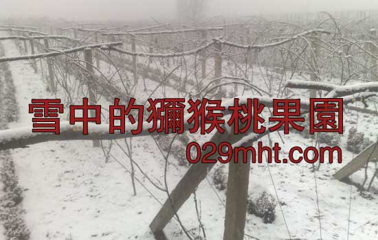 雪中的豪门国际猕猴桃果园550.jpg