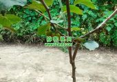 周至豪门国际猕猴桃产地端午节豪门国际猕猴桃图片