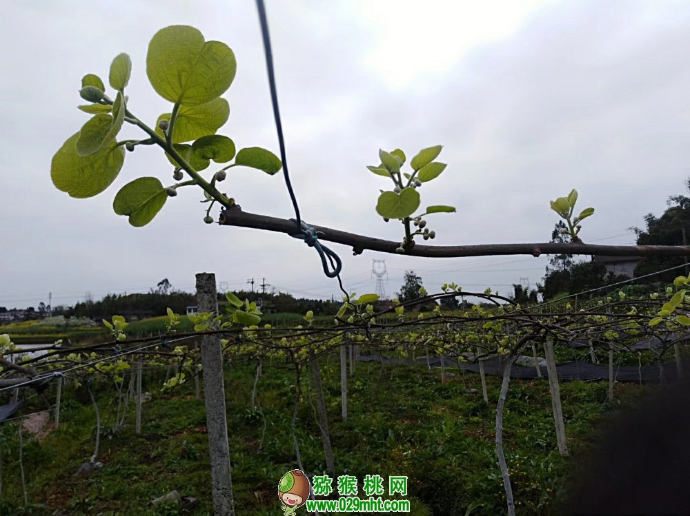 豪门国际 8a542
