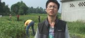 豪门国际猕猴桃的营养价值上线