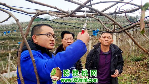 <a href=http://www.linux-china.com/mht/hongxin/ target=_blank class=infotextkey />红心豪门国际猕猴桃</a>整形修剪详解(图片示范)
