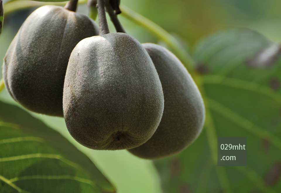 美丽的<a href=http://www.linux-china.com target=_blank class=infotextkey />奇异果</a>图片画报-<a href=http://www.linux-china.com/zhouzhimihoutao/ target=_blank class=infotextkey>周至豪门国际猕猴桃</a>信息网3.jpg