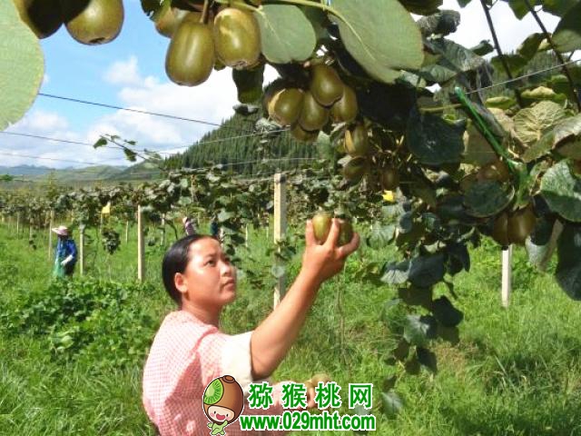 豪门国际 b849a