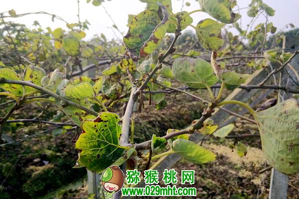 <a href=http://www.linux-china.com/mht/hongyang/ target=_blank class=infotextkey />红阳豪门国际猕猴桃</a>深受市场青睐!栽培红阳应注意这几个问题
