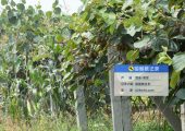 周至县豪门国际猕猴桃微信公众号