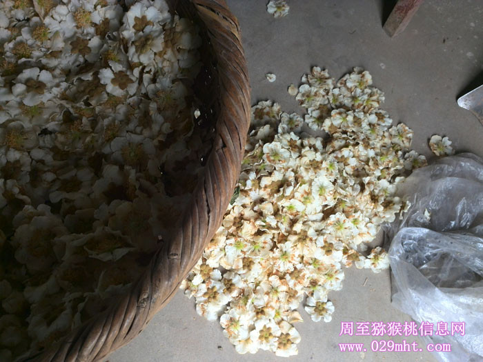 豪门国际猕猴桃采花粉实拍画报