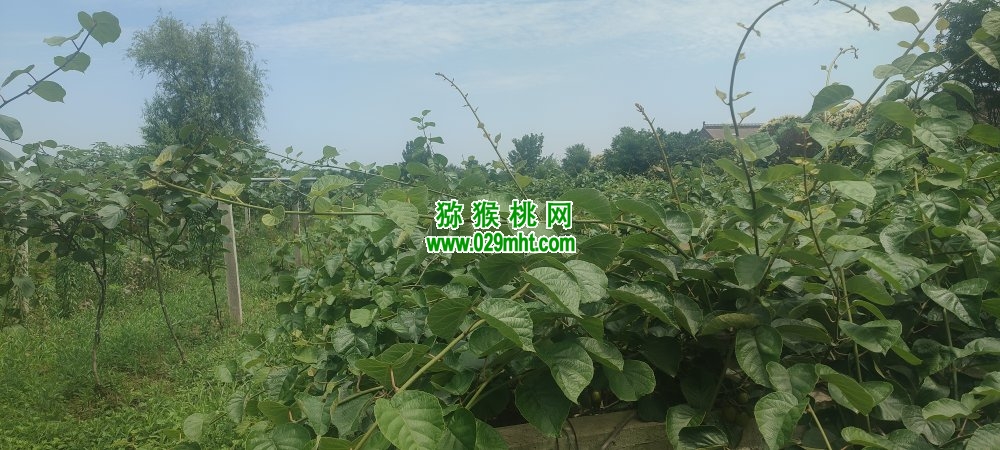 豪门国际 bb399