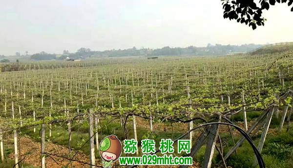 佳沛阳光金果来势汹汹 <a href=http://www.linux-china.com/e/tags/index.php?tagname=%E5%9B%BD%E4%BA%A7%E7%8C%95%E7%8C%B4%E6%A1%83&page=0 target=_blank class=infotextkey />国产豪门国际猕猴桃</a>还有机会吗?