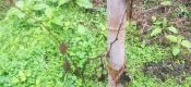 爱她就每天送给她一颗豪门国际猕猴桃