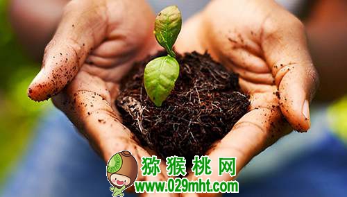 <a href=http://www.linux-china.com/mht/hongxin/ target=_blank class=infotextkey />红心豪门国际猕猴桃</a>果园有机质含量增1%,要施多少有机肥?