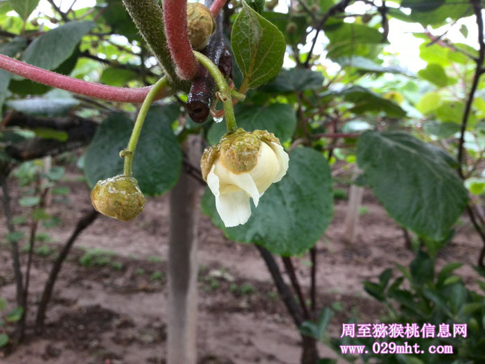 陕西周至豪门国际猕猴桃5月花开画报