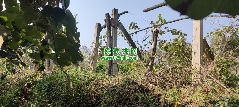 豪门国际 6923c