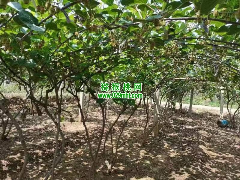 豪门国际 b9e33
