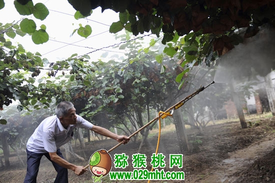 豪门国际猕猴桃施肥