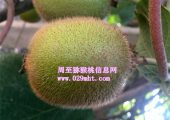 周至豪门国际猕猴桃一斤多钱？