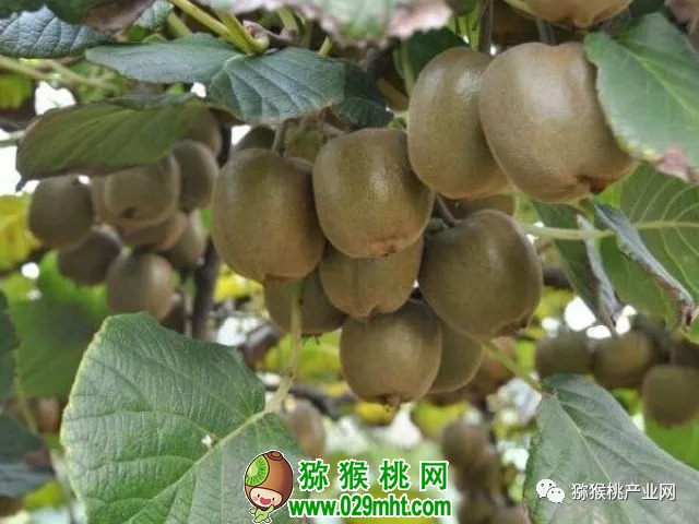 豪门国际 fee2a
