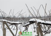 1月27豪门国际之乡雪中图片