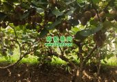 七曲村豪门国际猕猴桃当季豪门国际猕猴桃，正式鲜甜上市