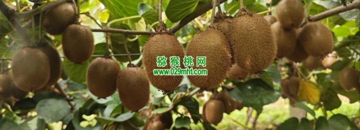 七曲村豪门国际猕猴桃引入AI知识库