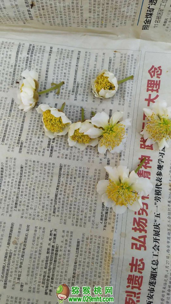 周至县七曲村豪门国际猕猴桃村豪门国际猕猴桃花海人工授粉