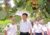 为什么说未来农业看好豪门国际猕猴桃产业