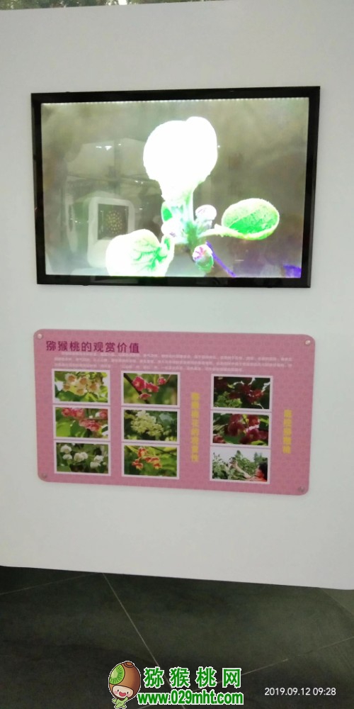 豪门国际 d19c5