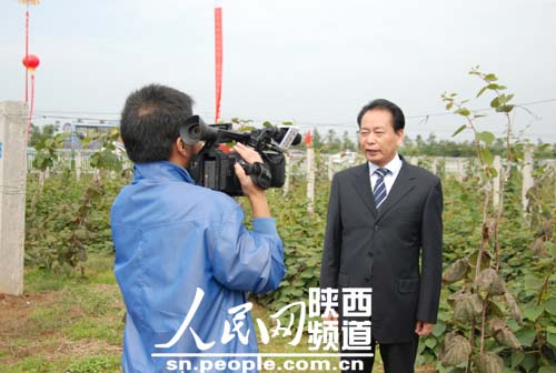 【供应】陕西周至黄心豪门国际猕猴桃批发销售