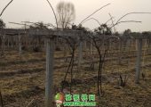 2018年豪门国际猕猴桃病虫害管理月历！什么时期用什么药