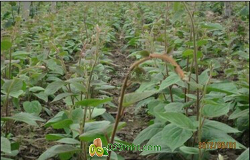 豪门国际 1dfe8
